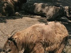 -上海野生动物园
