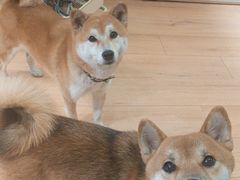 -是阿柴呀！柴犬咖啡·爱喵喵猫咖