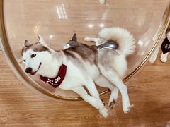 -Husky Go! 哈士奇体验馆·宠物咖啡厅狗咖