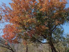 -阳台山自然风景区