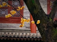 -西安大兴善寺