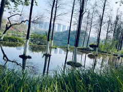 -重庆彩云湖湿地公园