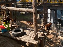 -大连森林动物园