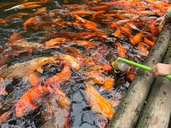 -千岛湖东南湖区