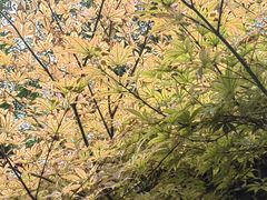 -西安华清御汤酒店