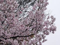 -顾村公园
