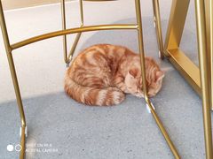 -飞行喵MR PILOT|猫舍·猫咖(静安大融城店)