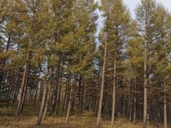 -塞罕坝国家级自然保护区