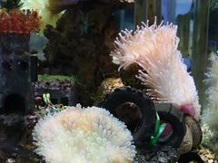 -太平洋海底世界