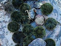 -东平洲海岸公园