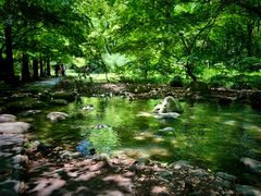 -上海共青森林公园