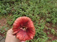 -帽儿山国家森林公园