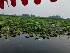 -白洋淀景区