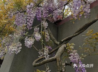又是一年紫藤花开，美啊～ 地理位置： 坐落于闵行区临