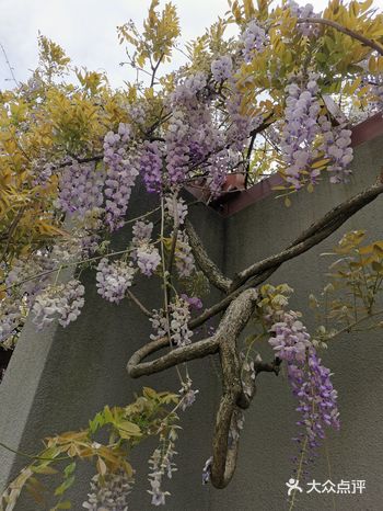 又是一年紫藤花开，美啊～ 地理位置： 坐落于闵行区临