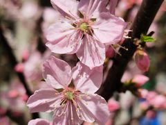 -上海浦东新区民办小白鸽幼儿园