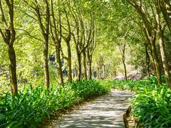 -广州白江湖森林公园