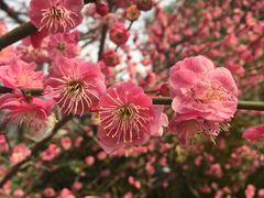 景点梅花-张家港凤凰山景区恬庄古街