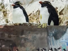 -海合安青岛极地海洋公园