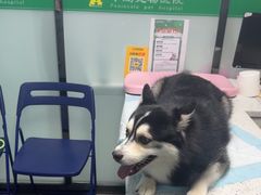 -半岛宠物医院24小时(科华中路店)