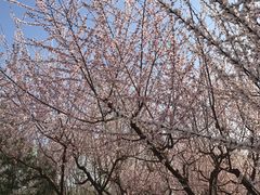 -永定河休闲森林公园