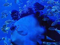 -左海海底世界