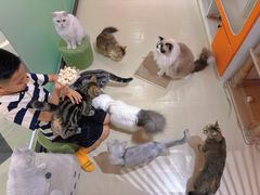 -三花喵·撸猫购宠·宠物生活馆(虹桥南丰城店)