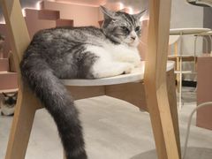 -猫儿山۰猫主题餐厅