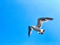 -星海湾跨海大桥