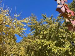 -遵化市禅林寺古银杏风景园