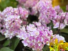 -双季花艺园艺市场(浦东店)