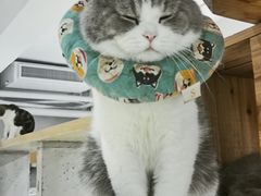 -more than meow吴止猫主题餐厅(承德 中船汇店)