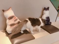-飞行喵MR PILOT|猫舍·猫咖(静安大融城店)