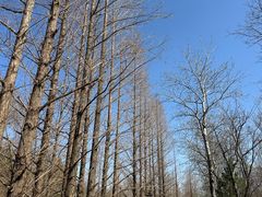 -白水寺森林公园