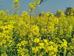 -中国天府农业博览园