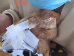 -北京观赏动物医院·24小时大型综合·猫专科·异宠专科
