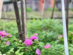 -洛阳市隋唐城遗址植物园