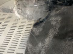 -当汪遇见喵宠物店