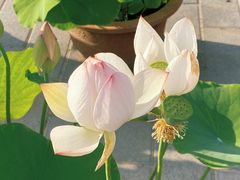 -莲花池公园