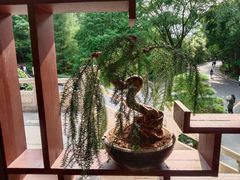 -深圳仙湖植物园
