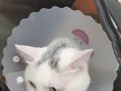 -达爱动物医院·犬猫分区·CT·复杂眼科(远洋山水分院)