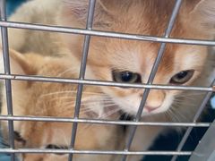 -伟伟宠物医院·瑞派猫友好医院·猫科(光谷店)