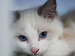 -喵的天空名猫咖啡馆·撸猫·猫舍·用品