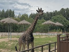 -北京野生动物园