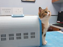 -纳吉亚猫专科动物诊疗中心(蒋宅口分院)