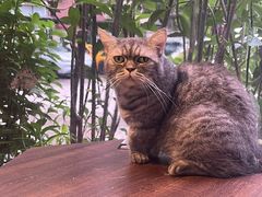-豆逗聊愈猫阁Easy Life