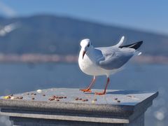 -海埂大坝