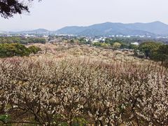 -香雪海