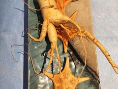 -千岛蚝高压锅生蚝·人参火锅(白云万达店)