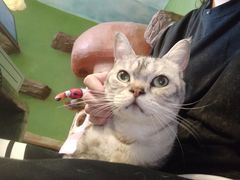 -猫猫幼稚园·撸猫·桌游·电玩